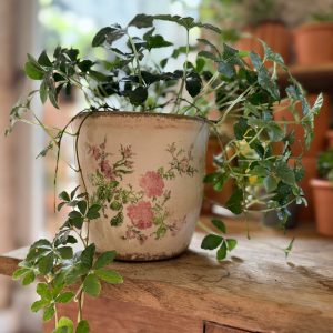 Cache-pot en céramique Rose ancienne