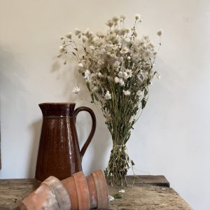 Rodanthe blanche