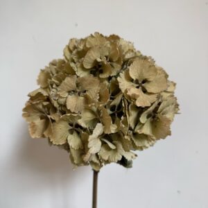 Hortensias vert