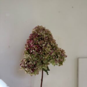 Hortensia Paniculata