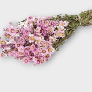 Rodanthe rose